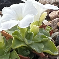 Primula allionii 'Lacewing'